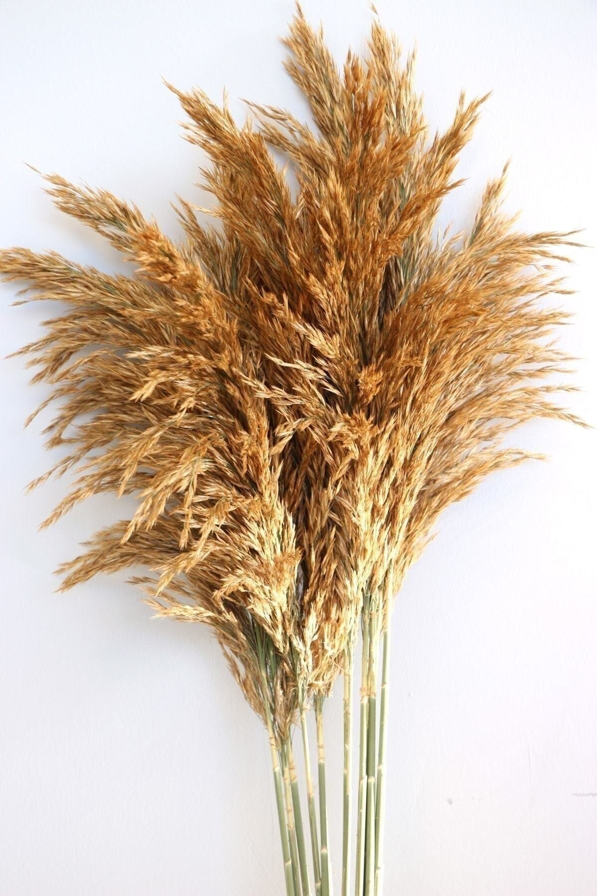 1001 Çiçek Kuru Pampas Otu Dekoratif Gerçek Kuru Çiçek Pampas Büyük Demet